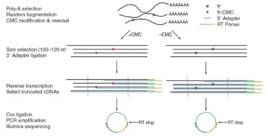 假尿苷（Ψ）修飾研究：Ψ-seq、BID-seq、BACS與納米孔技術(shù)的全面對(duì)比