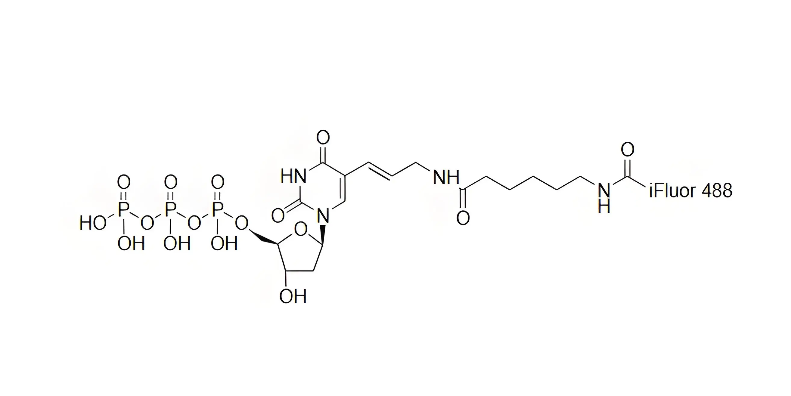 iFluor488-dUTP，iFluor488-脫氧尿苷三磷酸在dsDNA標(biāo)記中的應(yīng)用